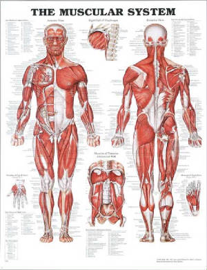 poster-muscular-system.jpg