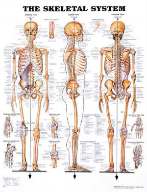 poster-skeletal.jpg